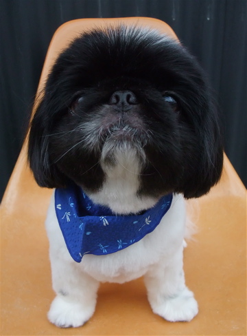 ペキニーズ サマーカット トリミング カット シャンプー フントヒュッテ hundehutte 東京 文京区 トリミングサロン 首輪 リード ハーネス カラー 4-2