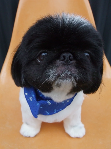 ペキニーズ サマーカット トリミング カット シャンプー フントヒュッテ hundehutte 東京 文京区 トリミングサロン 首輪 リード ハーネス カラー 5-2