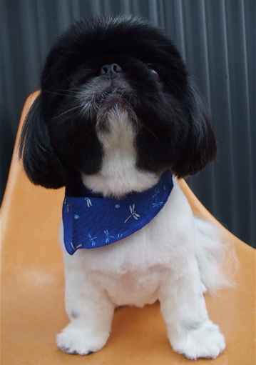 ペキニーズ サマーカット トリミング カット シャンプー フントヒュッテ hundehutte 東京 文京区 トリミングサロン 首輪 リード ハーネス カラー 6-2