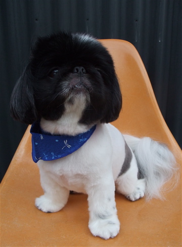 ペキニーズ サマーカット トリミング カット シャンプー フントヒュッテ hundehutte 東京 文京区 トリミングサロン 首輪 リード ハーネス カラー 7-2