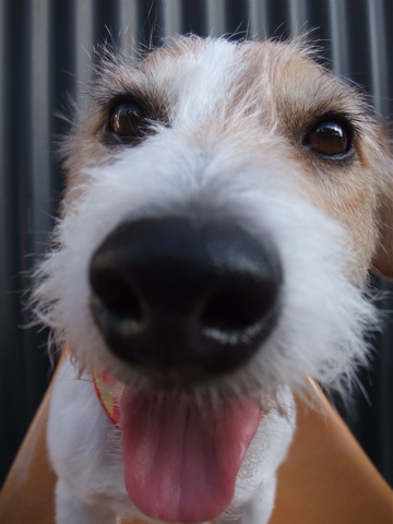 ジャック・ラッセル・テリア トリミング カット シャンプー フントヒュッテ hundehutte 東京 文京区 駒込 トリミングサロン 首輪 リード ハーネス カラー 5-2