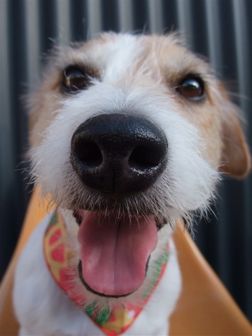 ジャック・ラッセル・テリア トリミング カット シャンプー フントヒュッテ hundehutte 東京 文京区 駒込 トリミングサロン 首輪 リード ハーネス カラー 6-2