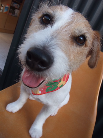 ジャック・ラッセル・テリア トリミング カット シャンプー フントヒュッテ hundehutte 東京 文京区 駒込 トリミングサロン 首輪 リード ハーネス カラー 7-2