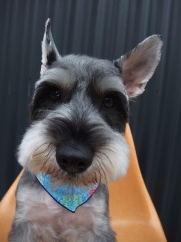 ミニチュア・シュナウザー トリミング カット シャンプー こいぬ 子犬 仔犬 フントヒュッテ 東京 文京区 トリミングサロン 首輪 リード ハーネス 4-2