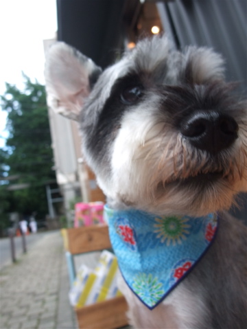 ミニチュア・シュナウザー トリミング カット シャンプー こいぬ 子犬 仔犬 フントヒュッテ 東京 文京区 トリミングサロン 首輪 リード ハーネス 5-2