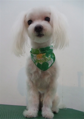 マルチーズ トリミング カット シャンプー 老犬 こいぬ 子犬 仔犬 フントヒュッテ 東京 文京区 トリミングサロン 首輪 カラー リード ハーネス 3-2