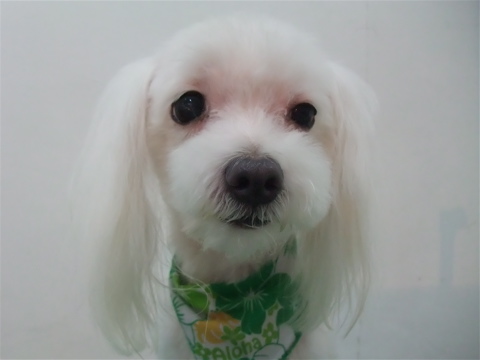マルチーズ トリミング カット シャンプー 老犬 こいぬ 子犬 仔犬 フントヒュッテ 東京 文京区 トリミングサロン 首輪 カラー リード ハーネス 4-2