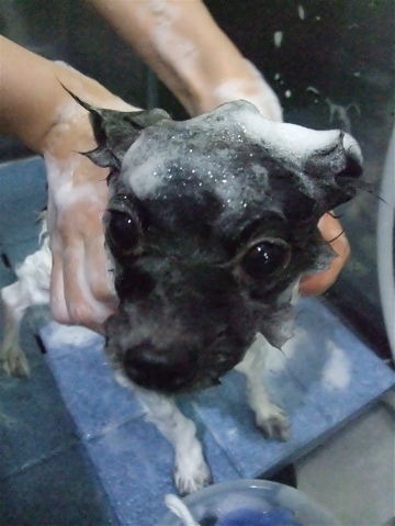 ポメラニアン 柴カット サマーカット トリミング カット シャンプー フントヒュッテ 東京 文京区 トリミングサロン 子犬 こいぬ 首輪 リード ハーネス 3