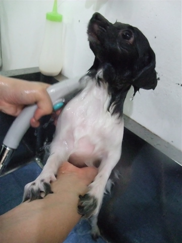 ポメラニアン 柴カット サマーカット トリミング カット シャンプー フントヒュッテ 東京 文京区 トリミングサロン 子犬 こいぬ 首輪 リード ハーネス 5