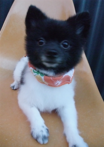 ポメラニアン 柴カット サマーカット トリミング カット シャンプー フントヒュッテ 東京 文京区 トリミングサロン 子犬 こいぬ 首輪 リード ハーネス 13