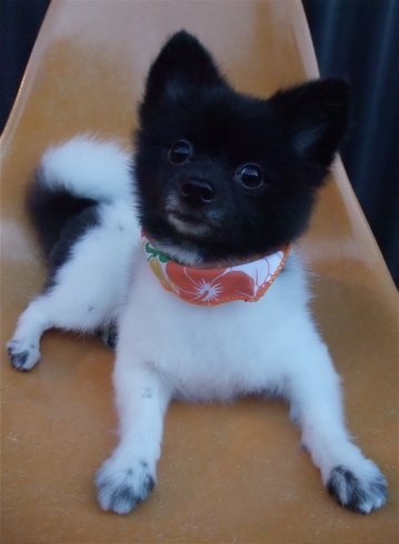 ポメラニアン 柴カット サマーカット トリミング カット シャンプー フントヒュッテ 東京 文京区 トリミングサロン 子犬 こいぬ 首輪 リード ハーネス 14