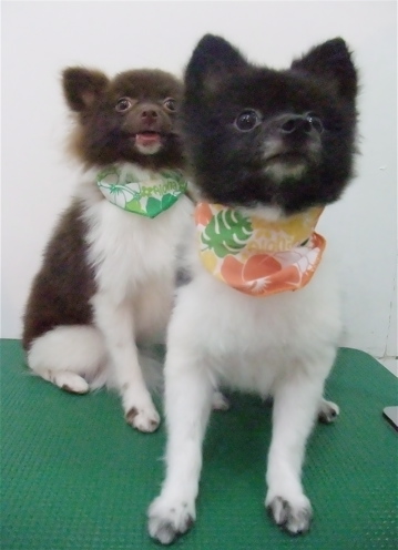 ポメラニアン 柴カット サマーカット トリミング カット シャンプー フントヒュッテ 東京 文京区 トリミングサロン 子犬 こいぬ 首輪 リード ハーネス 15
