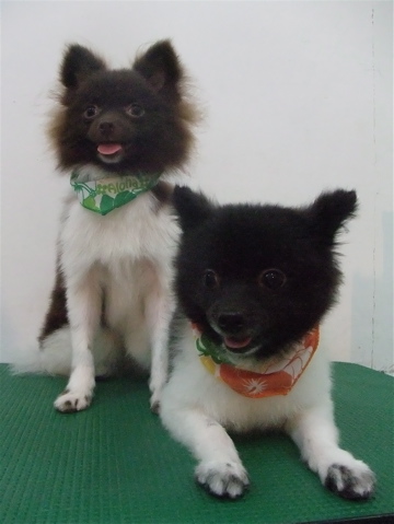 ポメラニアン 柴カット サマーカット トリミング カット シャンプー フントヒュッテ 東京 文京区 トリミングサロン 子犬 こいぬ 首輪 リード ハーネス 16