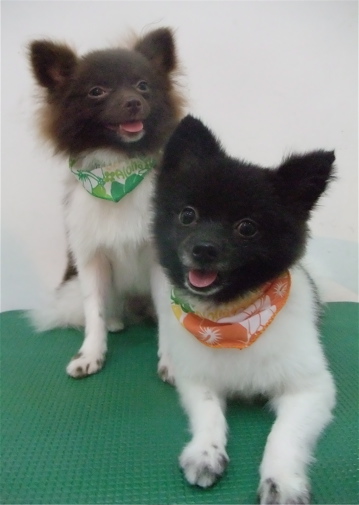 ポメラニアン 柴カット サマーカット トリミング カット シャンプー フントヒュッテ 東京 文京区 トリミングサロン 子犬 こいぬ 首輪 リード ハーネス 17