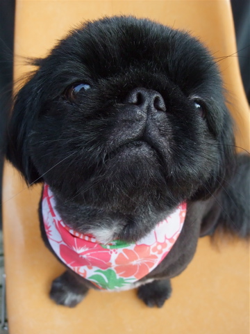 ペキニーズ 黒ペキ トリミング カット シャンプー ラファンシーズ サマーカット フントヒュッテ hundehutte 東京 文京区 トリミングサロン 3-2