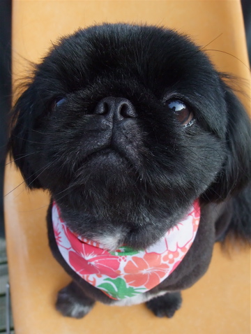 ペキニーズ 黒ペキ トリミング カット シャンプー ラファンシーズ サマーカット フントヒュッテ hundehutte 東京 文京区 トリミングサロン 4-2