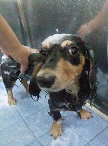 カニヘンダックス カニンヘンダックス トリミング カット シャンプー フントヒュッテ hundehutte 東京 文京区 トリミングサロン ビションフリーゼ子犬 4-2