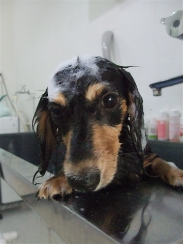 カニヘンダックス カニンヘンダックス トリミング カット シャンプー フントヒュッテ hundehutte 東京 文京区 トリミングサロン ビションフリーゼ子犬 5-2