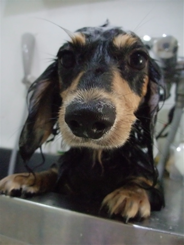 カニヘンダックス カニンヘンダックス トリミング カット シャンプー フントヒュッテ hundehutte 東京 文京区 トリミングサロン ビションフリーゼ子犬 6-2