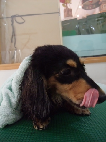 カニヘンダックス カニンヘンダックス トリミング カット シャンプー フントヒュッテ hundehutte 東京 文京区 トリミングサロン ビションフリーゼ子犬 7-2
