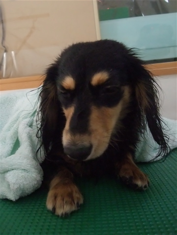 カニヘンダックス カニンヘンダックス トリミング カット シャンプー フントヒュッテ hundehutte 東京 文京区 トリミングサロン ビションフリーゼ子犬 8-2