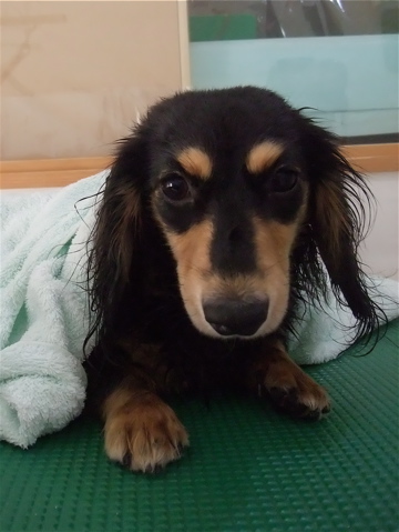 カニヘンダックス カニンヘンダックス トリミング カット シャンプー フントヒュッテ hundehutte 東京 文京区 トリミングサロン ビションフリーゼ子犬 9-2