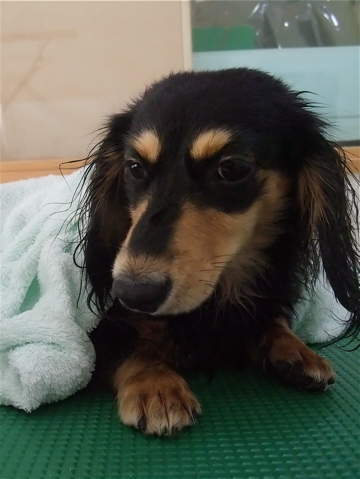 カニヘンダックス カニンヘンダックス トリミング カット シャンプー フントヒュッテ hundehutte 東京 文京区 トリミングサロン ビションフリーゼ子犬 10-2