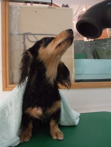 カニヘンダックス カニンヘンダックス トリミング カット シャンプー フントヒュッテ hundehutte 東京 文京区 トリミングサロン ビションフリーゼ子犬 11-2
