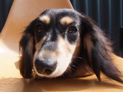 カニヘンダックス カニンヘンダックス トリミング カット シャンプー フントヒュッテ hundehutte 東京 文京区 トリミングサロン ビションフリーゼ子犬 12-2