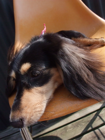 カニヘンダックス カニンヘンダックス トリミング カット シャンプー フントヒュッテ hundehutte 東京 文京区 トリミングサロン ビションフリーゼ子犬 14-2