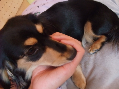 カニヘンダックス カニンヘンダックス トリミング カット シャンプー フントヒュッテ hundehutte 東京 文京区 トリミングサロン ビションフリーゼ子犬 22-2