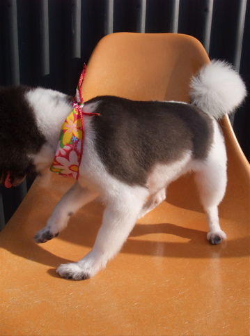 ポメラニアン カット ポメラニアンの柴カット 柴犬カット ポメ柴カット タヌキ尾 フントヒュッテ hundehutte 東京 文京区 トリミングサロン 1-2