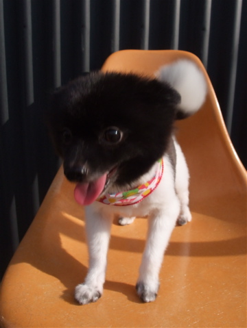 ポメラニアン カット ポメラニアンの柴カット 柴犬カット ポメ柴カット タヌキ尾 フントヒュッテ hundehutte 東京 文京区 トリミングサロン 2-2