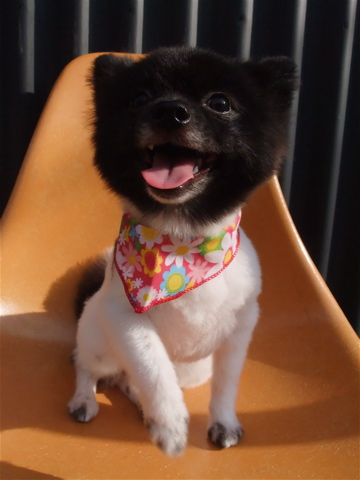 ポメラニアン カット ポメラニアンの柴カット 柴犬カット ポメ柴カット タヌキ尾 フントヒュッテ hundehutte 東京 文京区 トリミングサロン 3-2