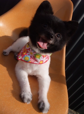 ポメラニアン カット ポメラニアンの柴カット 柴犬カット ポメ柴カット タヌキ尾 フントヒュッテ hundehutte 東京 文京区 トリミングサロン 4-2