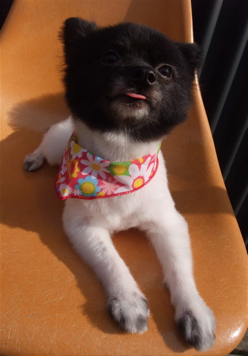 ポメラニアン カット ポメラニアンの柴カット 柴犬カット ポメ柴カット タヌキ尾 フントヒュッテ hundehutte 東京 文京区 トリミングサロン 6-2