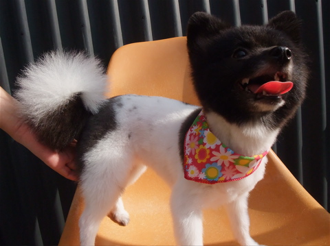 ポメラニアン カット ポメラニアンの柴カット 柴犬カット ポメ柴カット タヌキ尾 フントヒュッテ hundehutte 東京 文京区 トリミングサロン 8-2