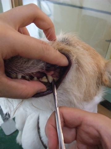 ジャックラッセルテリア トリミング カット シャンプー 犬のデンタルケア フントヒュッテ hundehutte 東京 文京区 トリミングサロン 早川光 ダシマスター 3-2