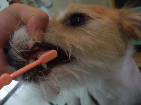 ジャックラッセルテリア トリミング カット シャンプー 犬のデンタルケア フントヒュッテ hundehutte 東京 文京区 トリミングサロン 早川光 ダシマスター 4-2