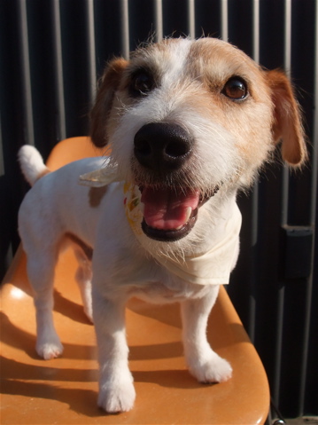 ジャックラッセルテリア トリミング カット シャンプー 犬のデンタルケア フントヒュッテ hundehutte 東京 文京区 トリミングサロン 早川光 ダシマスター 5-2