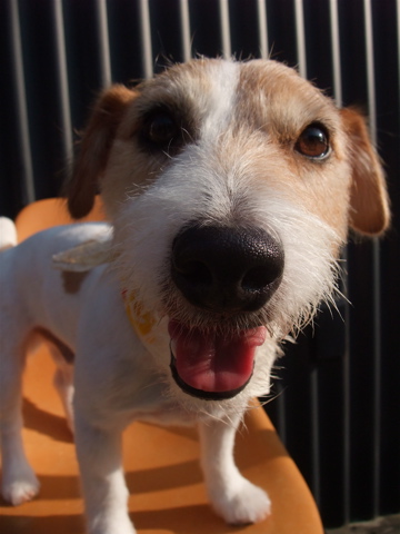 ジャックラッセルテリア トリミング カット シャンプー 犬のデンタルケア フントヒュッテ hundehutte 東京 文京区 トリミングサロン 早川光 ダシマスター 6-2