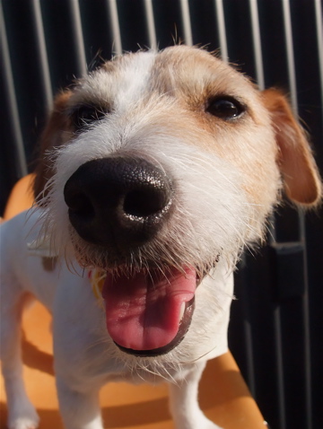 ジャックラッセルテリア トリミング カット シャンプー 犬のデンタルケア フントヒュッテ hundehutte 東京 文京区 トリミングサロン 早川光 ダシマスター 7-2