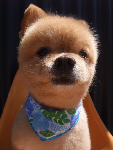 ポメラニアン ポメラニアン柴カット ポメラニアンカット サマーカット トリミング フントヒュッテ hundehutte 東京 文京区 ビション トリミングサロン 3-2