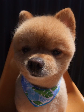 ポメラニアン ポメラニアン柴カット ポメラニアンカット サマーカット トリミング フントヒュッテ hundehutte 東京 文京区 ビション トリミングサロン 4-2