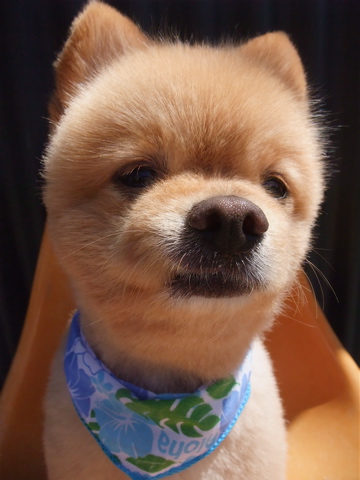 ポメラニアン ポメラニアン柴カット ポメラニアンカット サマーカット トリミング フントヒュッテ hundehutte 東京 文京区 ビション トリミングサロン 6-2