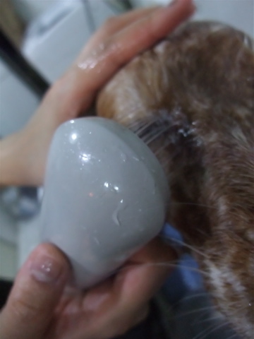 イングリッシュセッタートリミングビションフリーゼブリーダー出産こいぬ赤ちゃん子犬東京フントヒュッテオリジナルリードハーネス首輪文京区トリミングサロンe