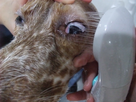 イングリッシュセッタートリミングビションフリーゼブリーダー出産こいぬ赤ちゃん子犬東京フントヒュッテオリジナルリードハーネス首輪文京区トリミングサロンg