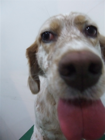 イングリッシュセッタートリミングビションフリーゼブリーダー出産こいぬ赤ちゃん子犬東京フントヒュッテオリジナルリードハーネス首輪文京区トリミングサロンk