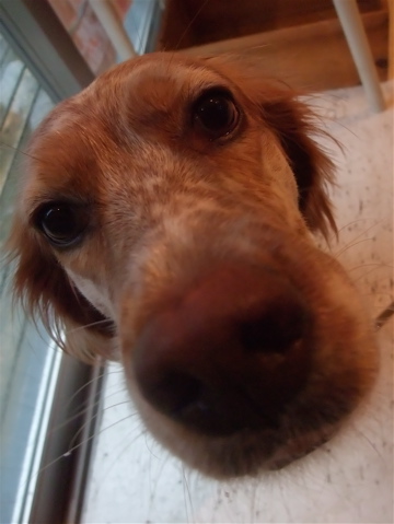 イングリッシュセッタートリミングビションフリーゼブリーダー出産こいぬ赤ちゃん子犬東京フントヒュッテ文京区トリミングサロンビションカットアフロカットa