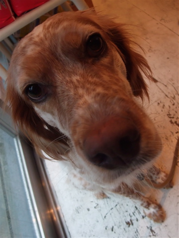 イングリッシュセッタートリミングビションフリーゼブリーダー出産こいぬ赤ちゃん子犬東京フントヒュッテ文京区トリミングサロンビションカットアフロカットb